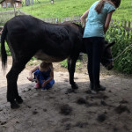 Beim Bürsten der Esel