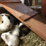 Meerschweinchen-Mama mit Kindern